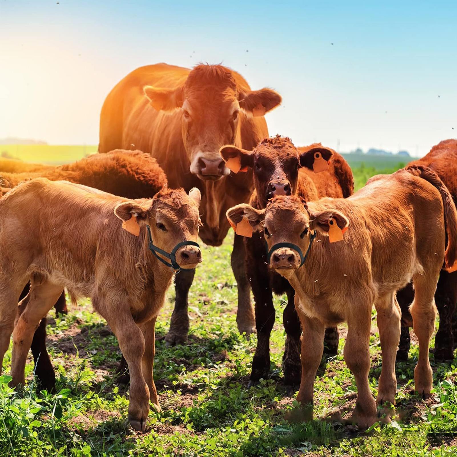Cattle Halter Cattle Training  - Heavy Equipment Yard ulasan dan harga