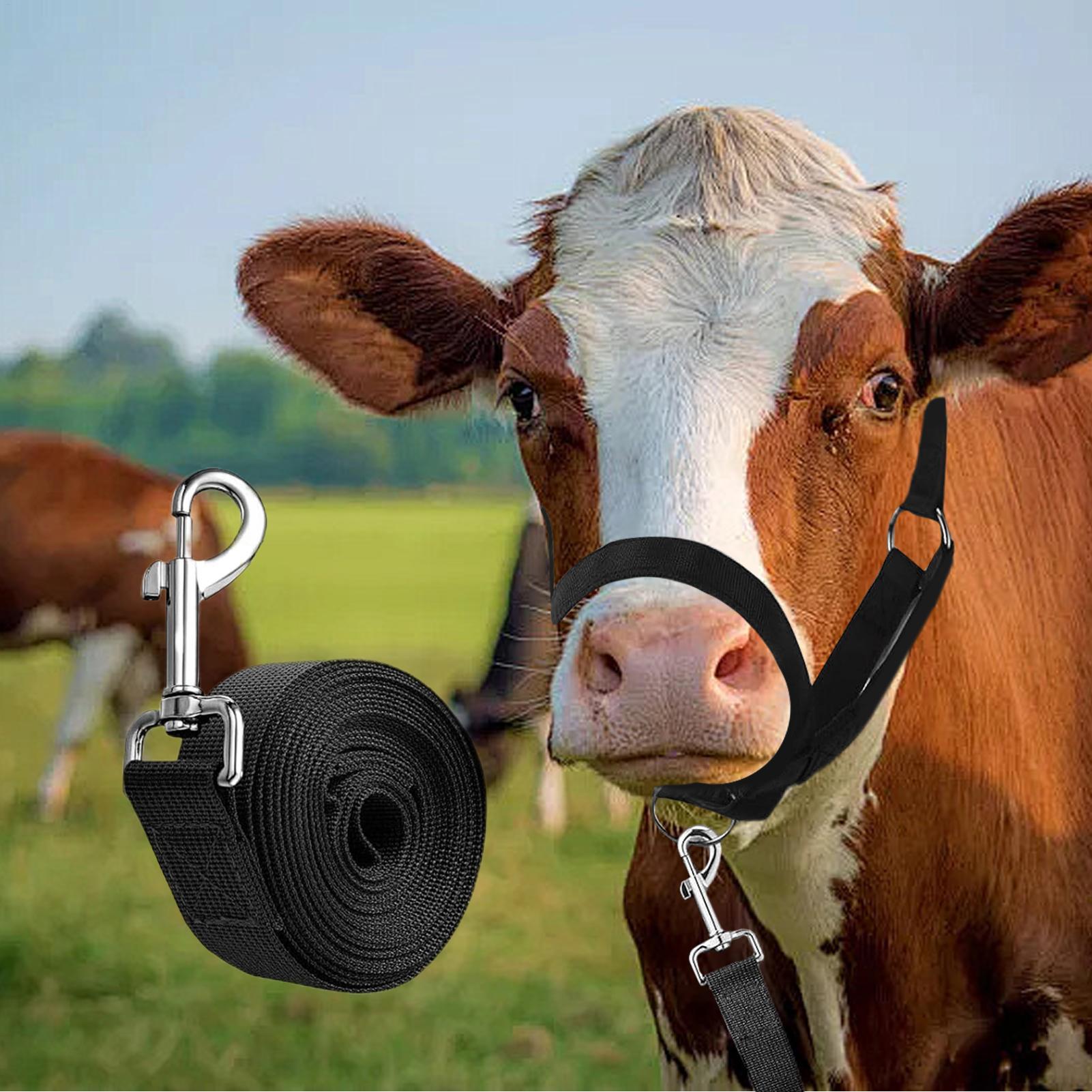 Cattle Halter Cattle Training  - Heavy Equipment Yard ulasan dan harga
