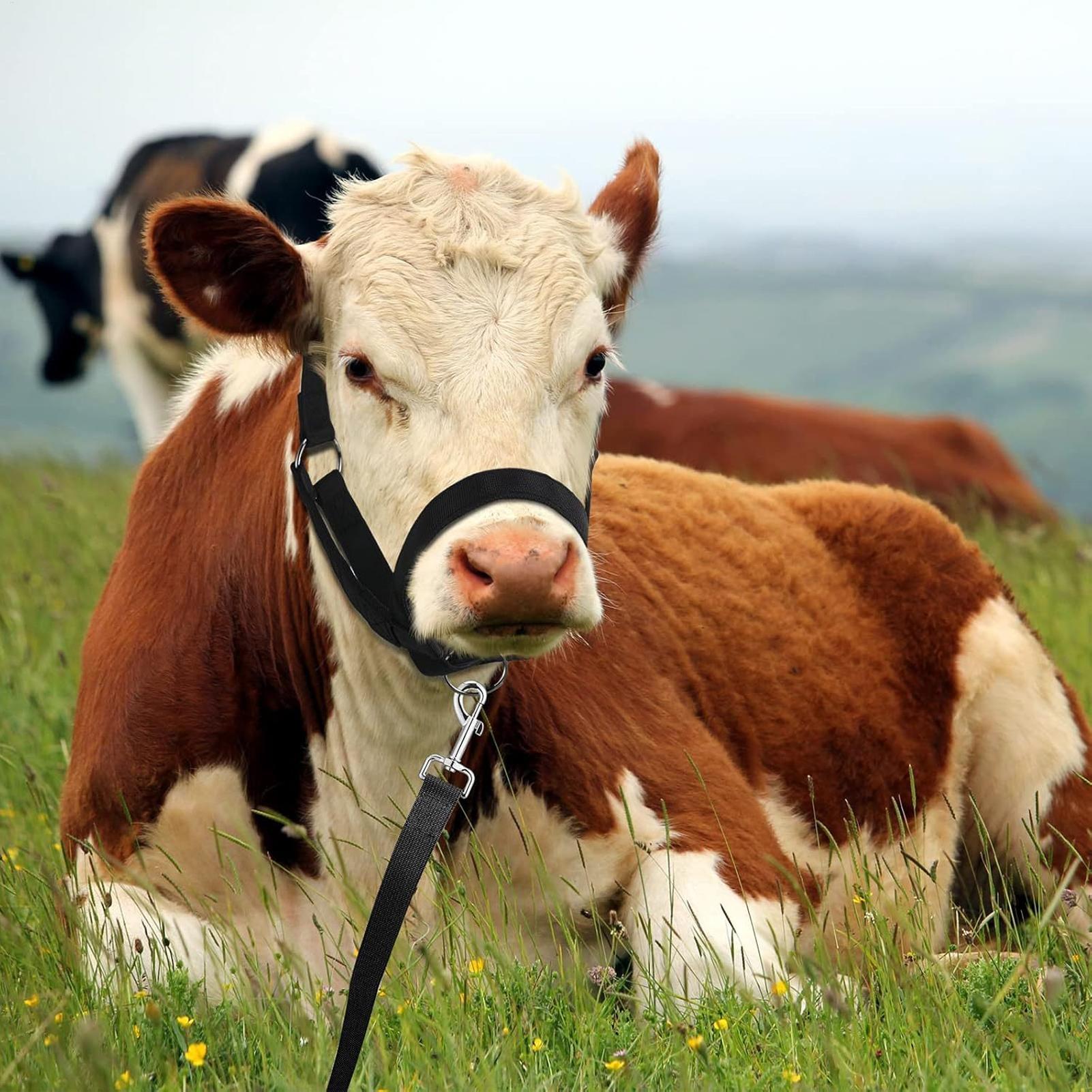 Cattle Halter Cattle Training  - Heavy Equipment Yard ulasan dan harga